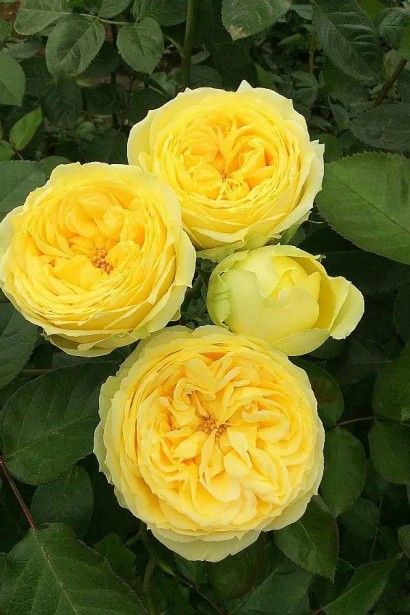 Троянда чайно-гібридна ‘Каталіна’|Hybrid tea rose ’Catalina’|Роза чайно-гибридная ’Каталина’